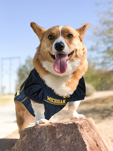 Michigan Wolverines Mesh Pet Jersey - Model View